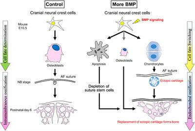 BMP signaling during craniofacial development: new insights into pathological mechanisms leading to craniofacial anomalies
